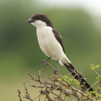 Dzierzba sawannowa - Lanius cabanisi - Long-tailed Fiscal