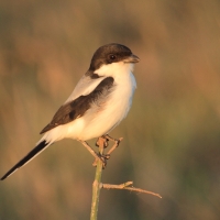 Dzierzba żałobna - Lanius dorsalis - Taita Fiscal