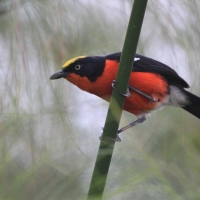 Dzierzyk papirusowy - Laniarius mufumbiri - Papyrus Gonolek