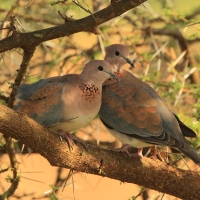 Synogarlica senegalska - Streptopelia senegalensis - Laughing Dove