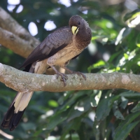 Hałaśnik bury - Crinifer zonurus - Eastern Grey Plantain-eater