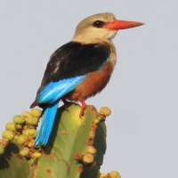 Łowiec szarogłowy - Halcyon leucocephala - Grey-headed Kingfisher