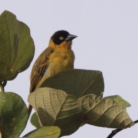 Wikłacz złotoczelny - Malimbus baglafecht - Baglafecht Weaver