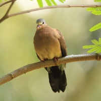 Turkaweczka modroplamkowa - Turtur afer - Blue-spotted Wood Dove