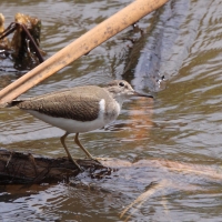 Brodziec piskliwy - Actitis hypoleucos - Common Sandpiper