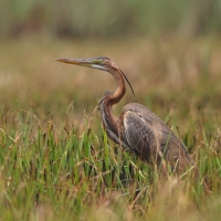 Czapla purpurowa - Ardea purpurea - Purple Heron