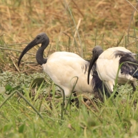 Ibis czczony - Threskiornis aethiopicus - Sacred Ibis
