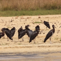 Bocian białobrzuchy - Ciconia abdimii - Abdim's Stork