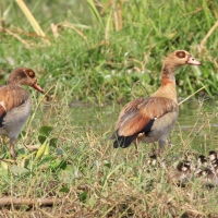 Gęsiówka egipska - Alopochen aegyptiaca - Egyptian Goose