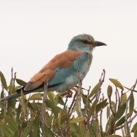 Kraska zwyczajna - Coracias garrulus - European Roller