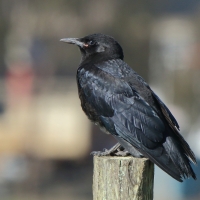 Kruk kusy - Corvus rhipidurus - Fan-tailed Raven