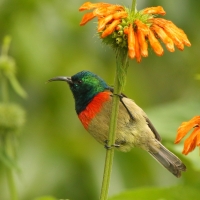 Nektarnik dwuwstęgi - Cinnyris mediocris - Eastern Double-collared Sunbird
