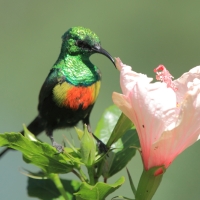 Nektarnik piękny - Cinnyris pulchellus - Beautiful Sunbird