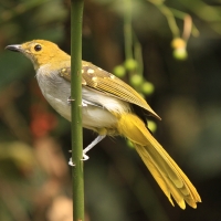 Nikator żółtobrzuchy - Nicator chloris - Eastern Nicator