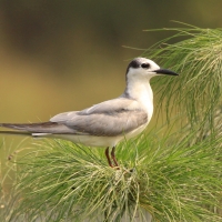 Rybitwa białowąsa - Chlidonias hybrida - Whiskered Tern