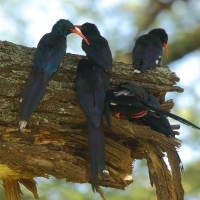 Sierpodudek kenijski - Phoeniculus granti - Grant's Wood-hoopoe