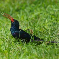 Sierpodudek kenijski - Phoeniculus granti - Grant's Wood-hoopoe