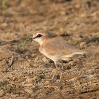 Sieweczka białoczelna - Charadrius marginatus - White-fronted Plover