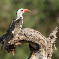 Toko białogrzbiety - Tockus erythrorhynchus - Northern Red-billed Hornbill