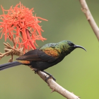 Nektarnik brązowy - Nectarinia kilimensis - Bronzy Sunbird