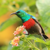 Nektarnik oliwkowobrzuchy - Cinnyris chloropygius - Olive-bellied Sunbird