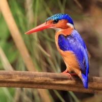Zimorodek malachitowy - Corythornis cristatus  - African Malachite Kingfisher