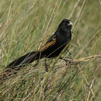 Baletnik - Euplectes jacksoni - Jackson's Widowbird