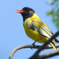 Wilga czarnogłowa - Oriolus larvatus - African Black-headed Oriole