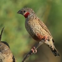 Amadyna obrożna - Amadina fasciata - Cut-throat Finch