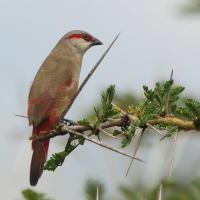 Astryld czerwonoskrzydły - Estrilda rhodopyga - Crimson-rumped Waxbill