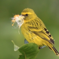 Afrokulczyk diademowy - Crithagra frontalis - Western Citril