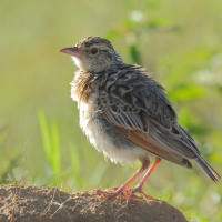 Skowroniec sawannowy - Mirafra africana - Rufous-naped Lark