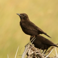 Smolarek brunatny - Myrmecocichla aethiops - Northern Anteater-Chat