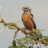 Trznadel cynamonowy - Fringillaria tahapisi - Cinnamon-breasted Bunting
