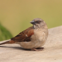 Wróbel siwogłowy - Passer griseus - Northern Grey-headed Sparrow