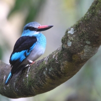 Łowiec kameruński - Halcyon malimbica - Blue-breasted Kingfisher