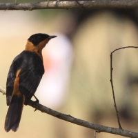 Złotokos siwogłowy - Cossypha niveicapilla - Snowy-crowned Robin Chat