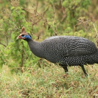 Perlica zwyczajna - Numida meleagris - Helmeted Guineafowl