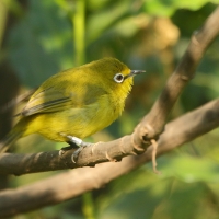 Szlarnik białooki - Zosterops poliogastrus - Broad-ringed White-eye