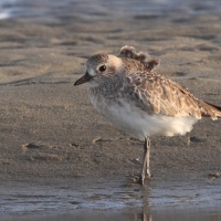 Siewnica - Pluvialis squatarola - Grey Plover