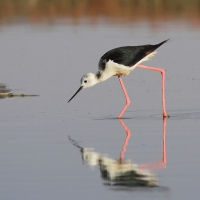 Szczudłak - Himantopus himantopus - Black-winged Stilt