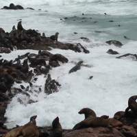 Kolonia kotików karłowatych - półwysep Cape Cross.