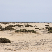 Wybrzeże Szkieletów