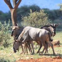 Antylopa gnu w Erendi.