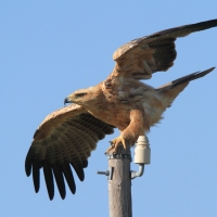 Orzeł sawannowy - Aquila rapax - Tawny Eagle