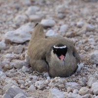Czajka koroniasta - Vanellus coronatus - Crowned Lapwing