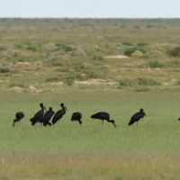 Kleszczak afrykański - Anastomus lamelligerus - African Openbill