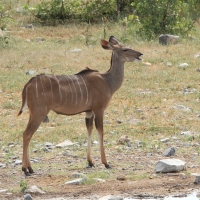 Kudu wielkie.