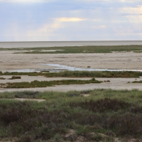 Ogromne obszary Etoshy pokryte są pozbawione roślinności.