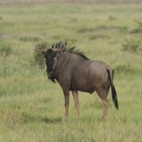 Antylopa gnu.
